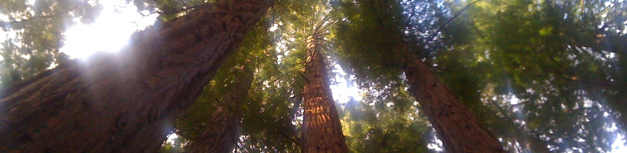 Redwood_Banner.jpg